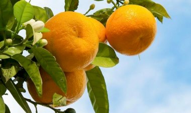 Rüyada mandalina görmek ne anlama gelir?