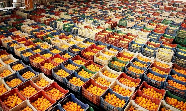 Portakal’da, son dakikada yüzde yüz analiz kararı, ihracatçıyı ve üreticiyi mağdur etmiştir.