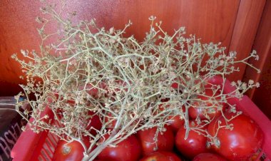 Tarhana (Çörtük) Otu Nedir? Nasıl Kullanılır? Faydaları ve Yan Etkileri Nelerdir?