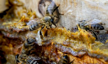 Pandemi Döneminde Propolis Tüketimi Sitokin Fırtınası Sendromunu Önleyebiliyor