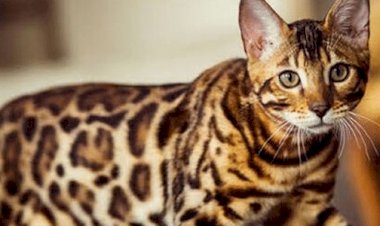 Alerji Yapmayan Kedi Var Mıdır?