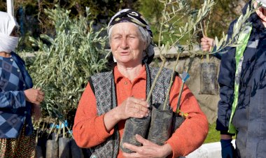 Aliağa’da Zeytin Şöleni Sürüyor