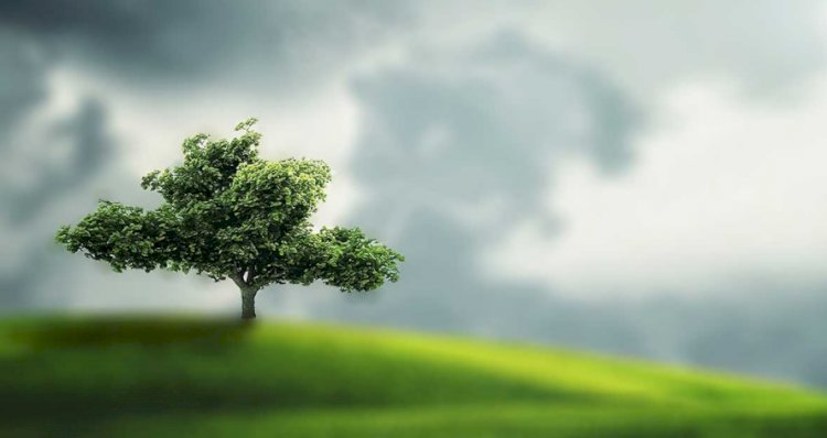 Rüyada Ağaç Görmenin Anlamı ve Yorumu