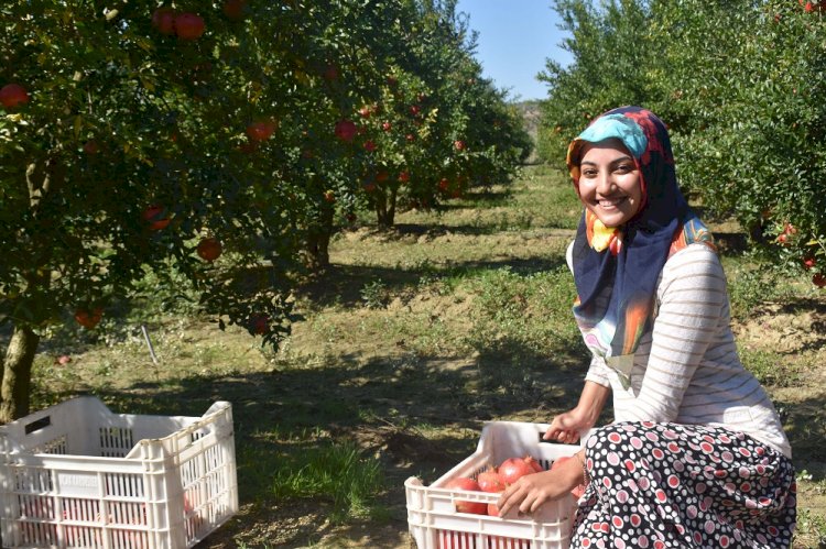  Nar ihracatında 126 dolarla Türkiye’nin yeni rekoru kırıldı