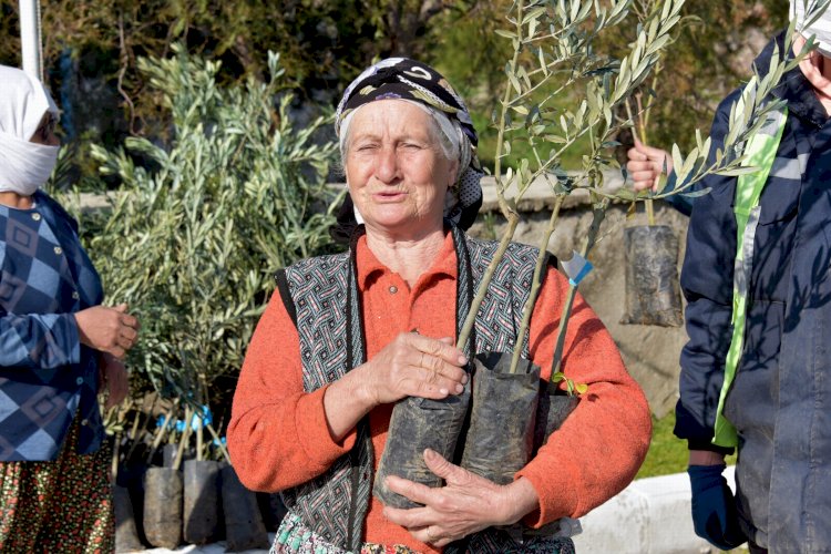 Aliağa’da Zeytin Şöleni Sürüyor