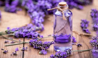 Lavanta nedir, yağı nasıl kullanılır? Lavantanın faydaları