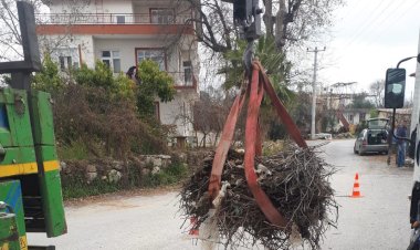 Leylekler koruma altında