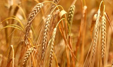 Boğaziçili akademisyenler araştırdı: Çiftçiler ne istiyor?