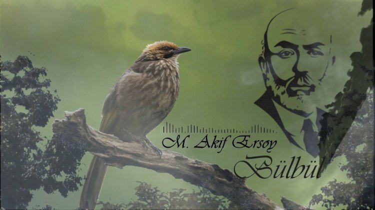 Mehmet Akif Ersoy - Bülbül