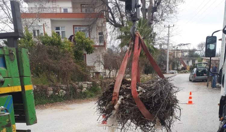 Leylekler koruma altında