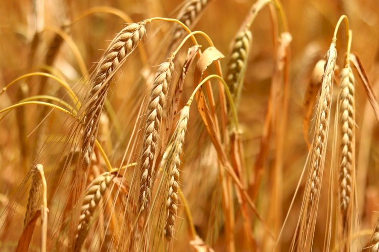Boğaziçili akademisyenler araştırdı: Çiftçiler ne istiyor?