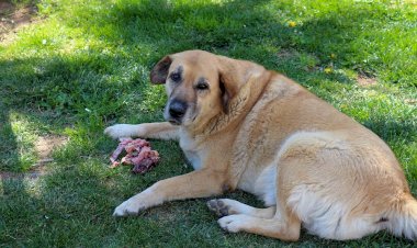 Sokak köpekleri rehabilite edilecek