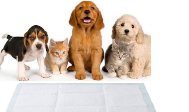 Mart ayında kedi ve köpek ürünlerinin satışı yüzde 800 arttı