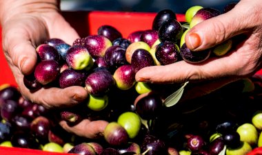 ZEYTİNYAĞI VE ZEYTİN ÇEKİRDEĞİ HAKKINDA GAFLAR