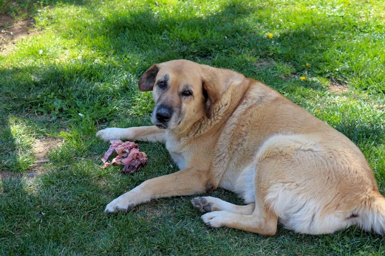 Sokak köpekleri rehabilite edilecek