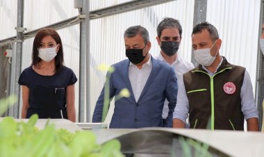Çeşme'de Bir İlk; Domates Fidesi İhracatı