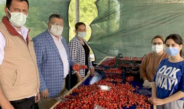 Milletvekili Sındır, “kiraz üreticisini pandemi değil pazara müdahaleler bitiriyor”