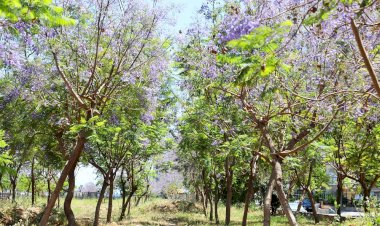 Mezitli jakarandalar ile mora büründü