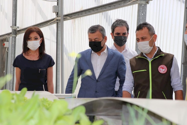 Çeşme'de Bir İlk; Domates Fidesi İhracatı