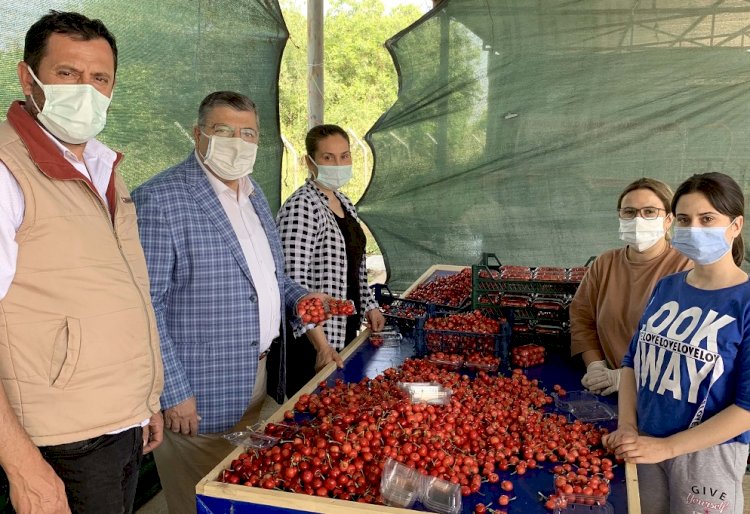 Milletvekili Sındır, “kiraz üreticisini pandemi değil pazara müdahaleler bitiriyor”