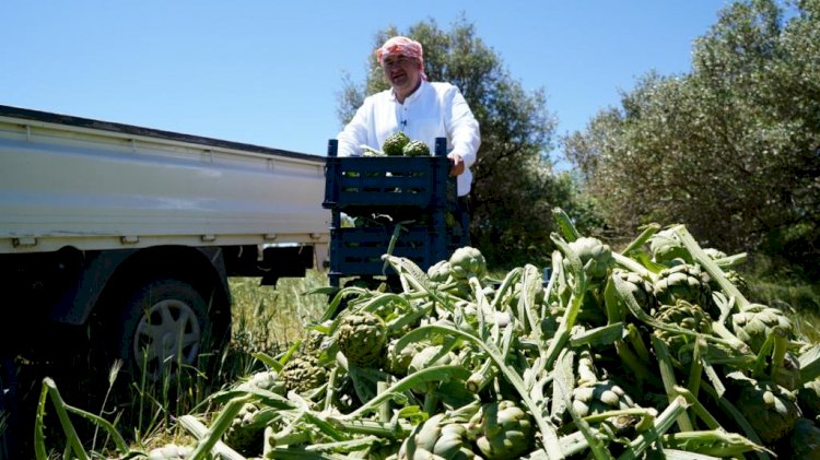 Başkan Oran hasada katıldı ve söz verdi; “Çeşme’de sakız enginarı tarlada kalmayacak!”