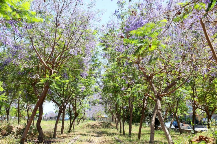Mezitli jakarandalar ile mora büründü