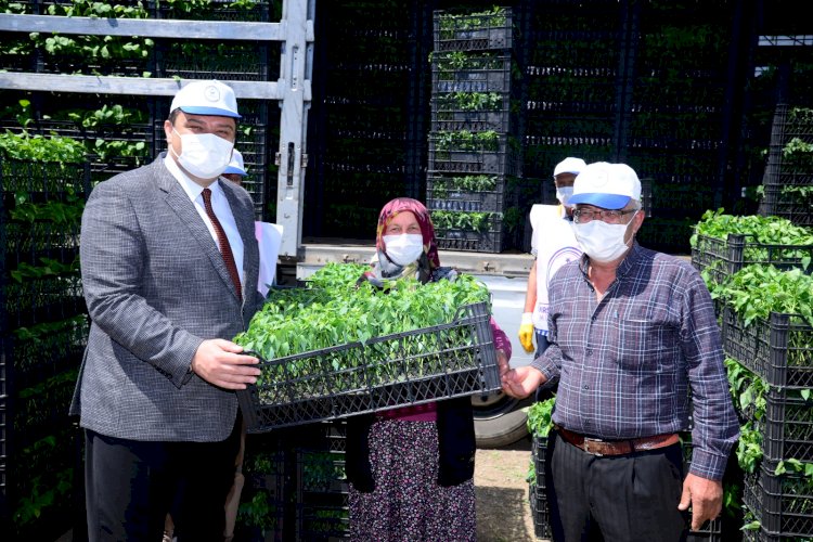 500 çiftçiye 1 milyon 200 bin sebze fidesi