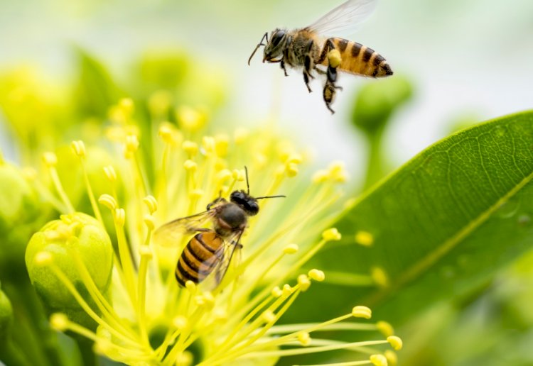 “Arılar Varsa Yarınlar Var” Diyerek Çocuklara Arının Önemini Anlatmaya Devam Ediyoruz 