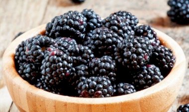KARADUTUN BİLİNMEYEN 5 MUCİZEVİ FAYDASI