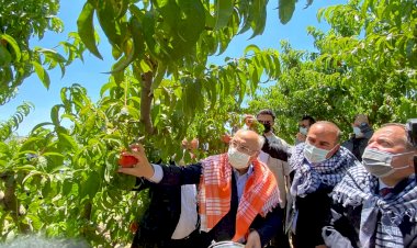 Şeftalide hasat coşkusu