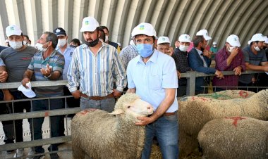Büyükşehir üreticilere damızlık koç dağıttı