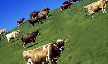 Rüyada İnek Sürüsü Görmek, Sürüyle İnek Ne Demek?