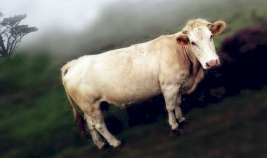 Rüyada Dana Görmek