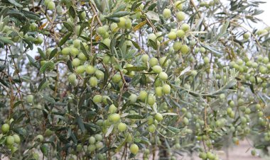 Sofralık zeytin ihracatı 105, zeytinyağı ihracatı 72 milyon dolara ulaştı