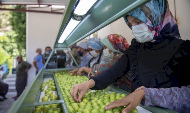 ERİK CENNETİ MUT’A MERSİN BÜYÜKŞEHİR’DEN MAKİNE DESTEĞİ