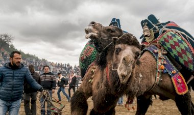 Selçuk Efes Deve Güreşleri Festivali, New York Times’a konu oldu: Alkol, sucuk ve güreş