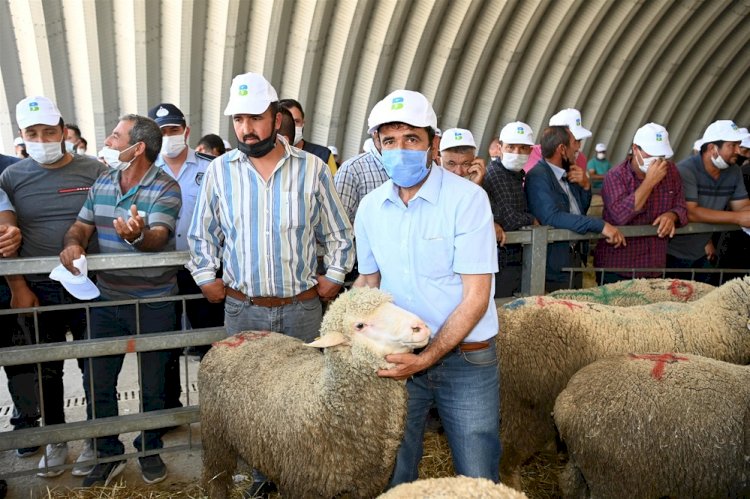 Büyükşehir üreticilere damızlık koç dağıttı