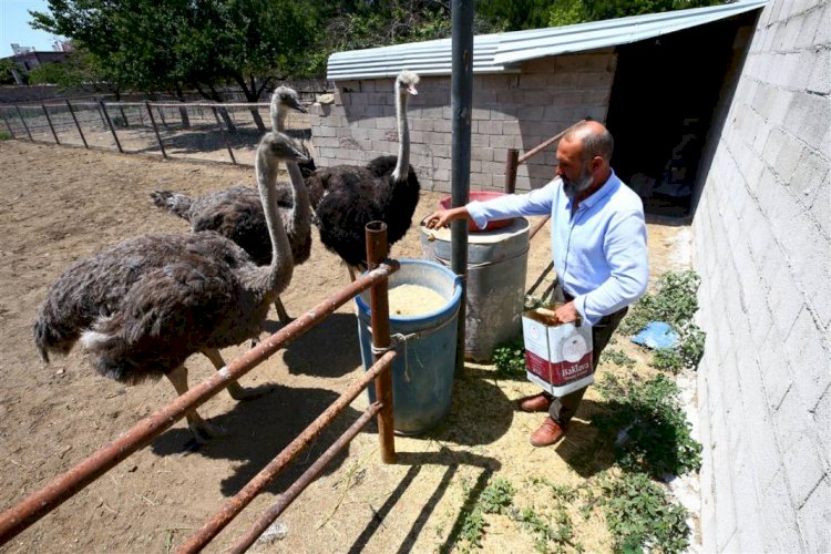 Üç devekuşu ile servet elde etti!