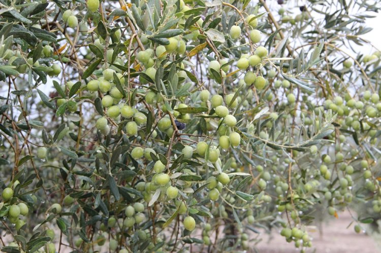 Sofralık zeytin ihracatı 105, zeytinyağı ihracatı 72 milyon dolara ulaştı