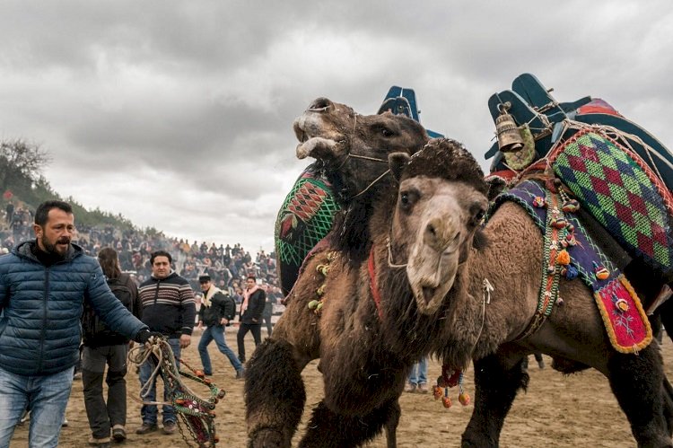 Selçuk Efes Deve Güreşleri Festivali, New York Times’a konu oldu: Alkol, sucuk ve güreş