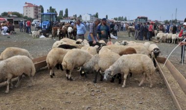 Kurban pazarlarında durum vahim. Besiciler isyan etti