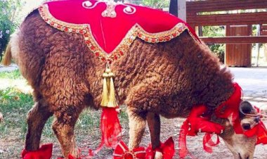 Azerbaycan'da Kurban Bayramı Gelenekleri