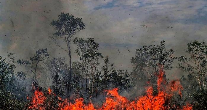 Amazonlar'da son 14 yılın en şiddetli yangınları