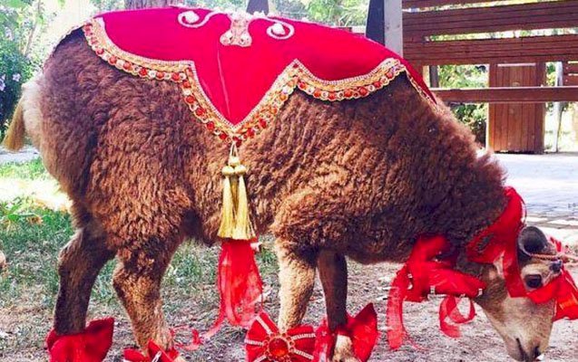 Azerbaycan'da Kurban Bayramı Gelenekleri