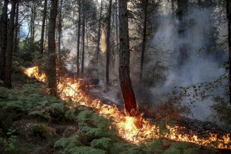 Bodrum ve Antakya'da yeni yangınlar çıktı, Manavgat'ta iki orman işçisi hayatını kaybetti