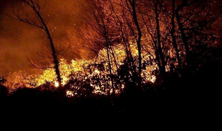 The Guardian Türkiye’deki orman yangınlarını yazdı: ‘Endişeleri artırıyor’