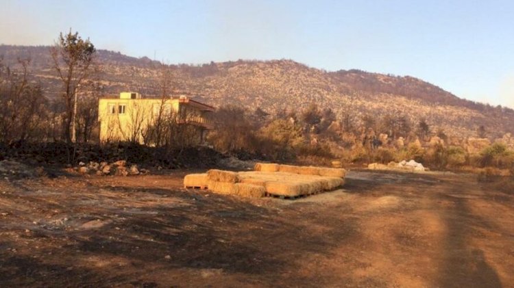 Orman-İş’ten çarpıcı Manavgat raporu: Daha sık ve şiddetli yangınlar olacak