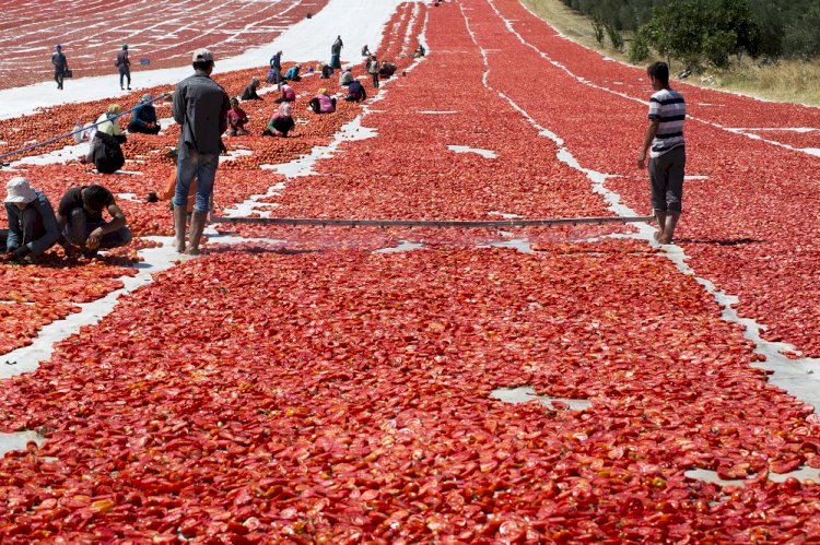 Kuru domates ihracatı 100 milyon dolara koşuyor
