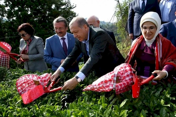 Cemil Çiçek’ten yargı değerlendirmesi: Kimlerle fotoğrafları çıkıyor, çay toplamaya, zeytin toplamaya bile gidiyorlar