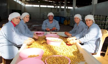 Sofralık zeytin ihracatı 150 milyon doları aştı